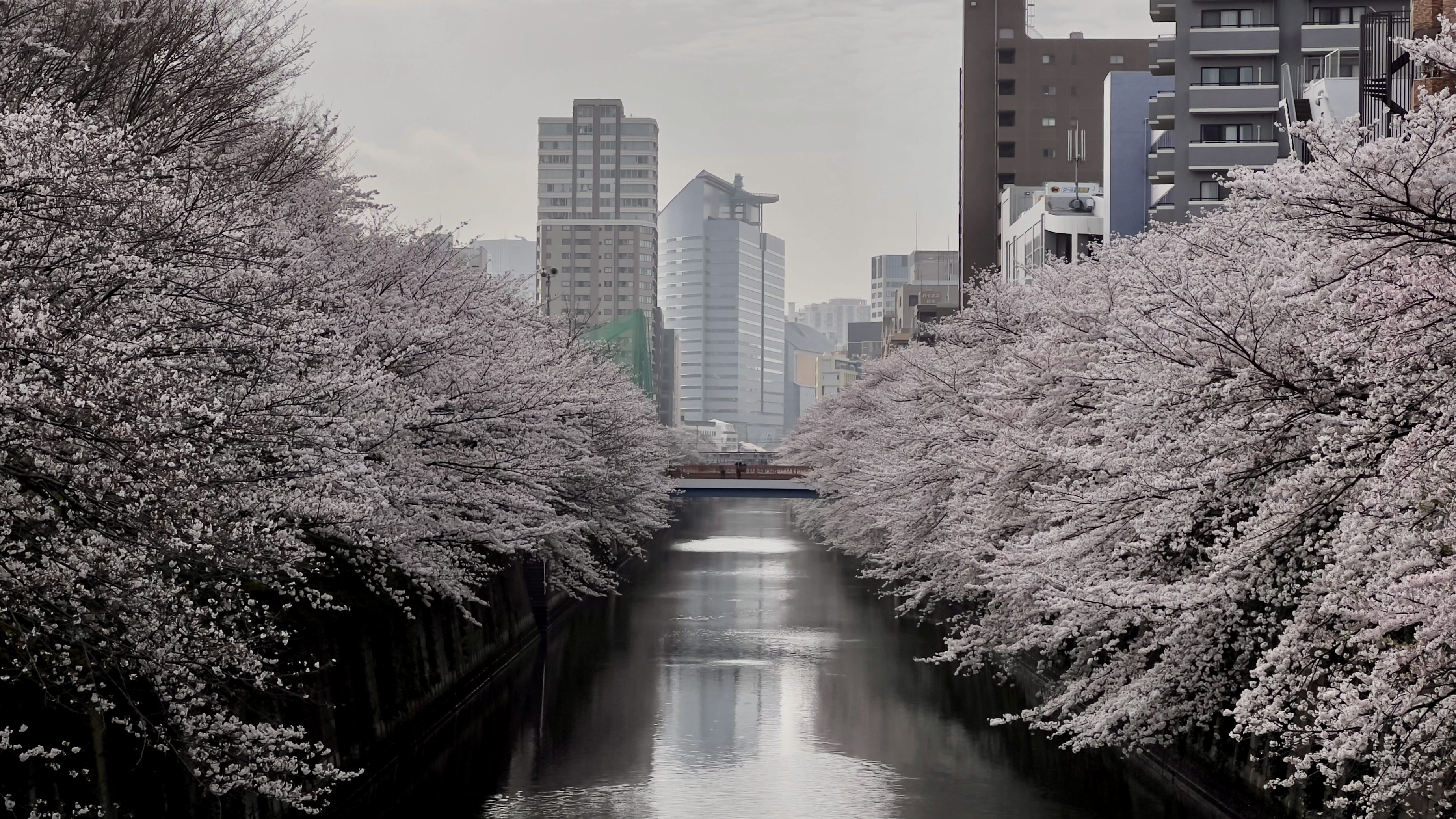 Sakura in Nakameguro