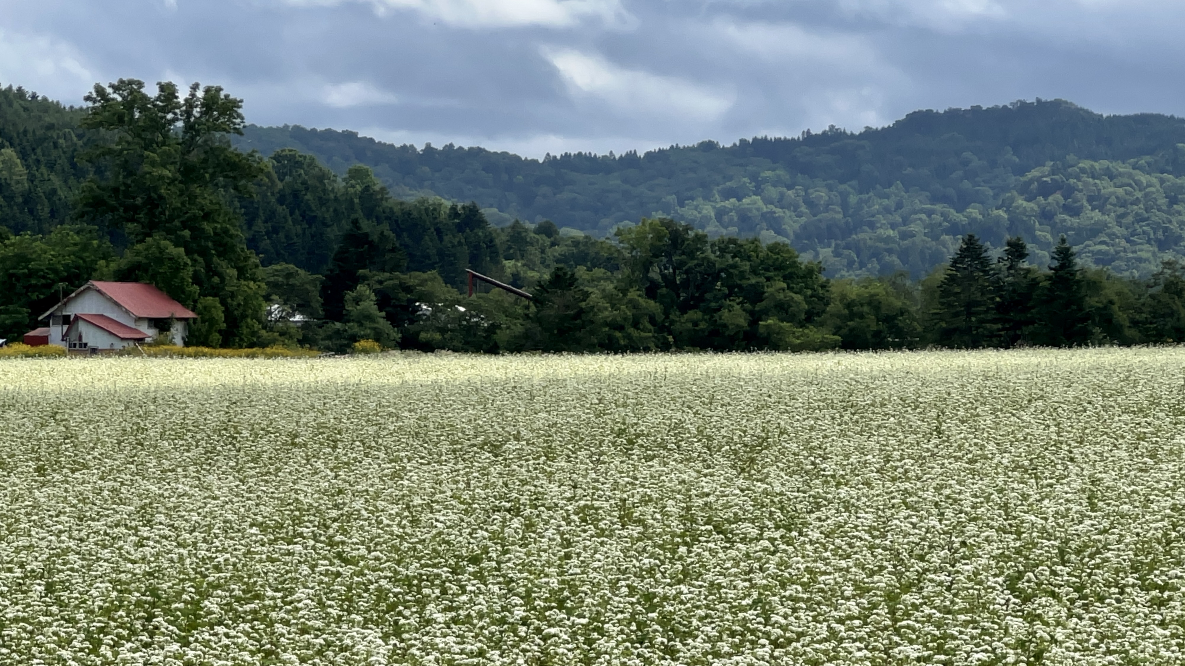 Horokanai soba fields