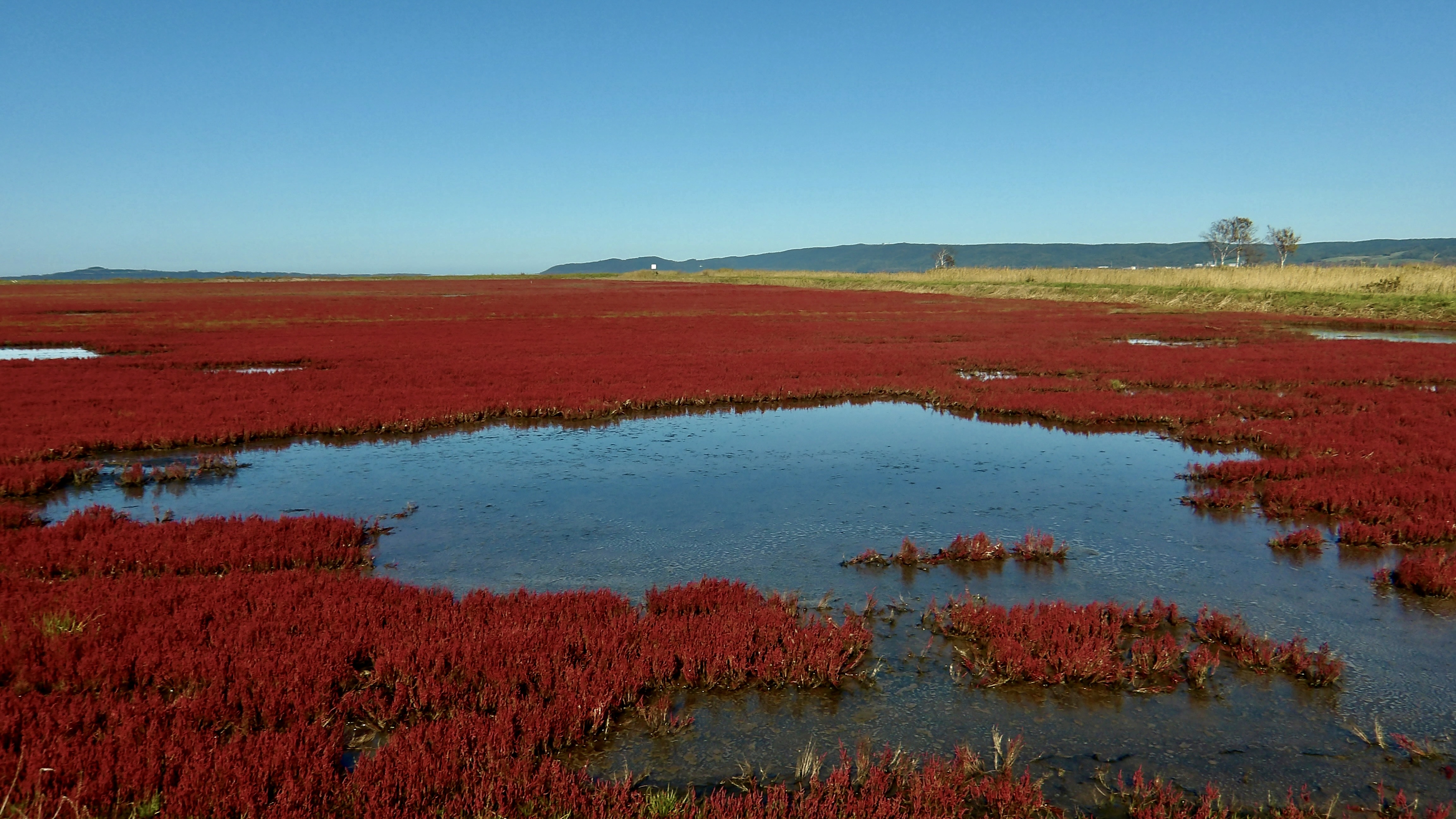 Ubaranai Glasswort community