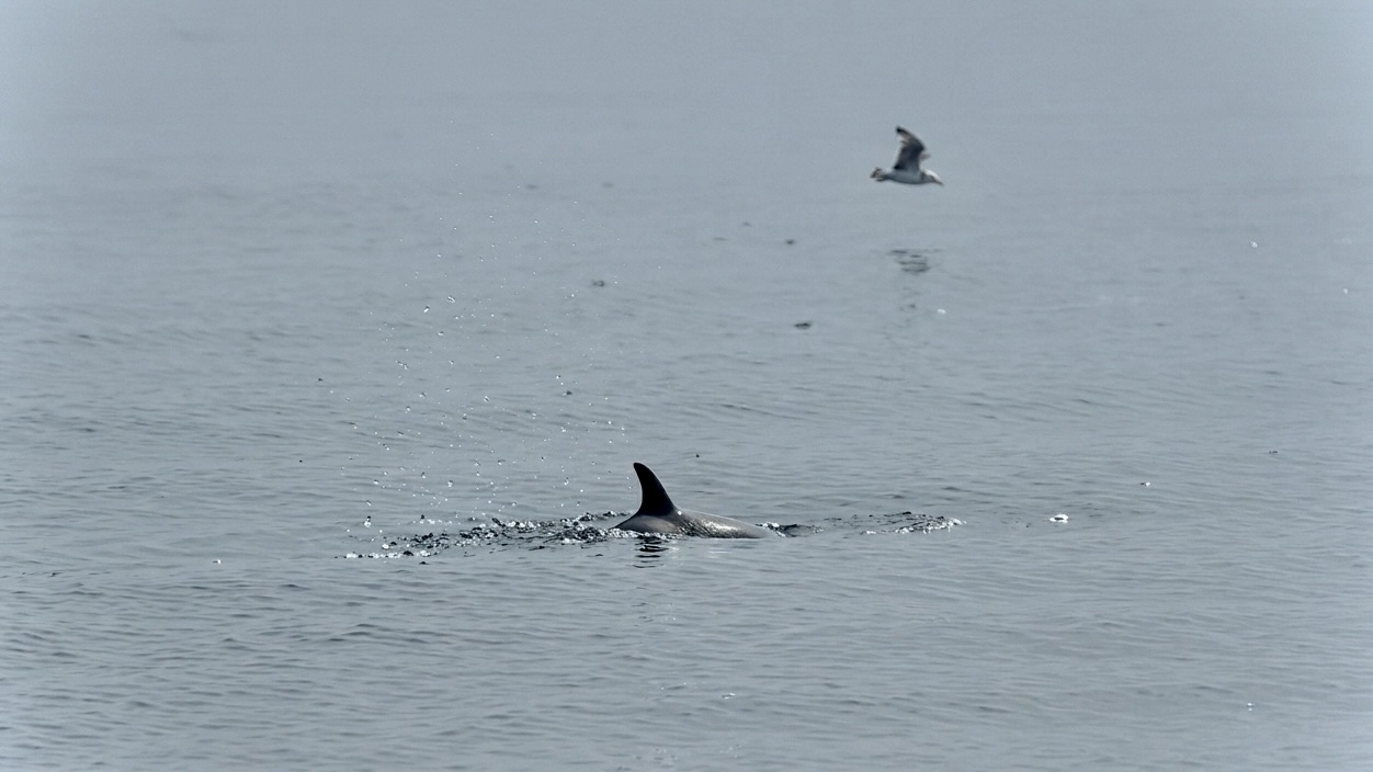 Off the coast of Monbetsu