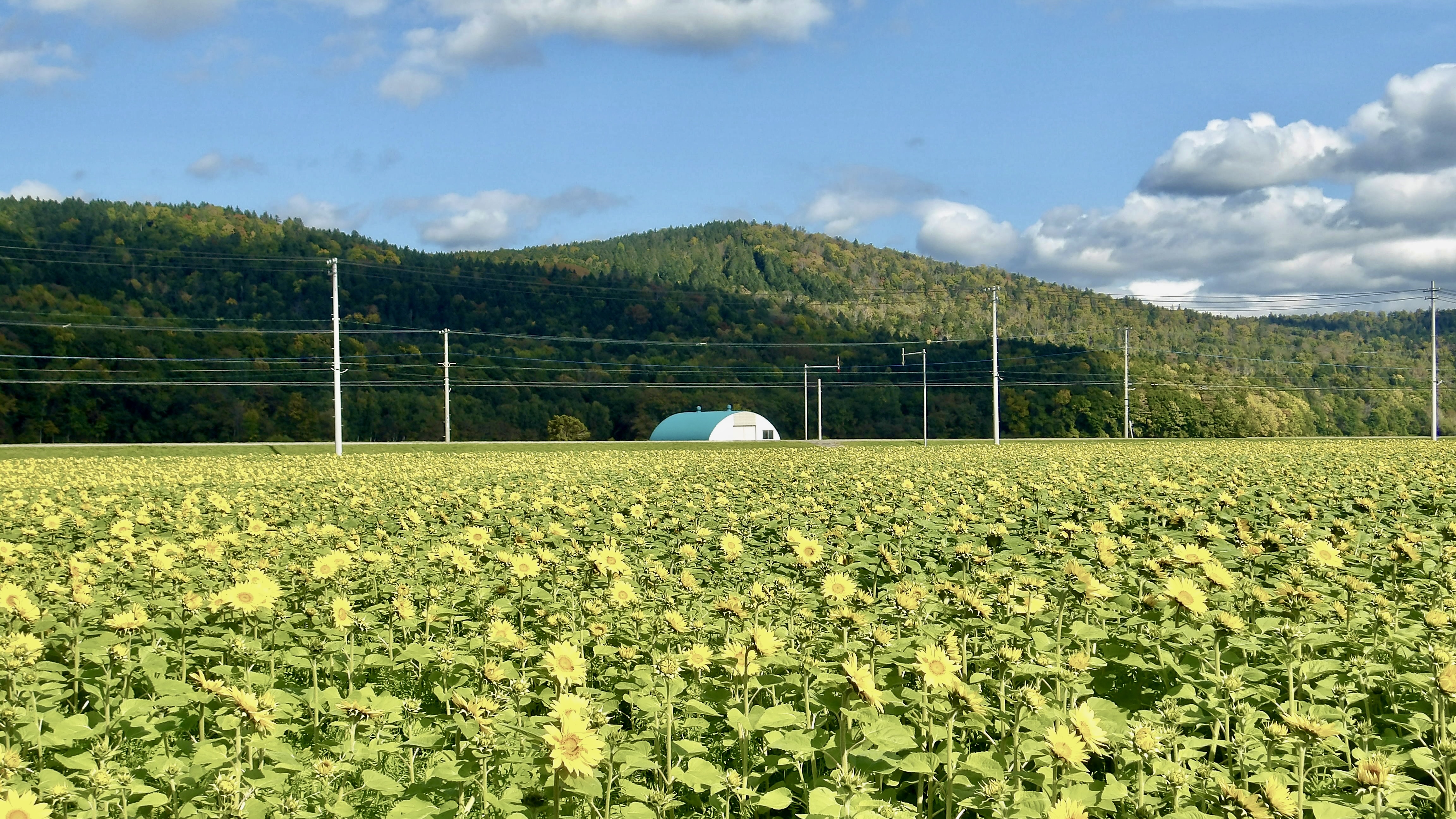Sun flower fields